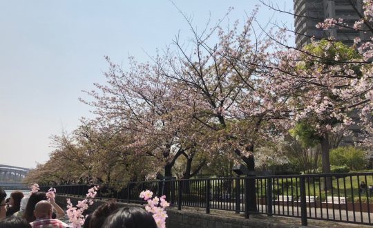 遊覧船でお花見🌸